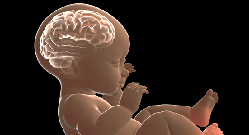 Featured image of post Εμβρυική νευρολογία